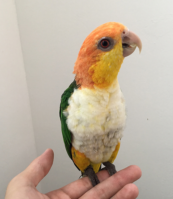 ○シロハラインコ1