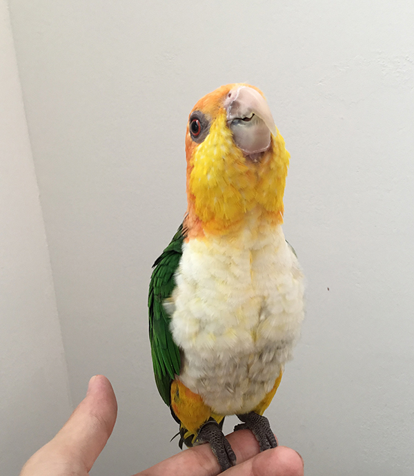 ○シロハラインコ2