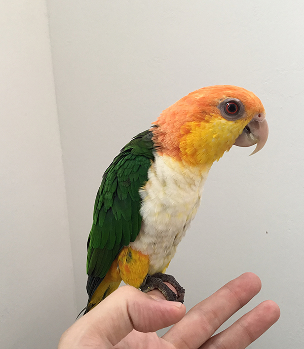 ○シロハラインコ3