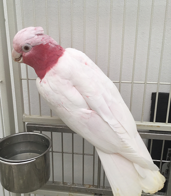 ○モモイロインコ(ルチノー)1