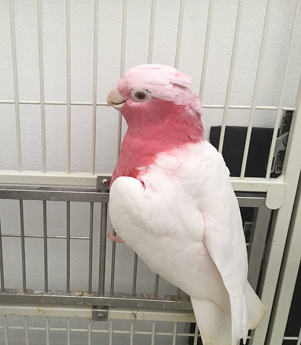 ○モモイロインコ(ルチノー)2