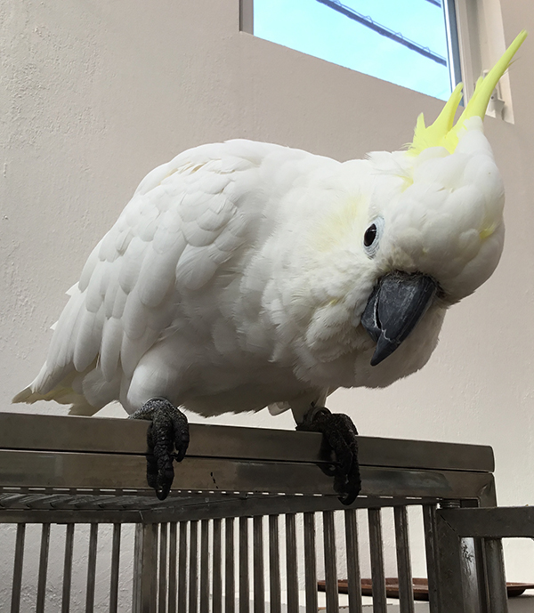 キバタン3