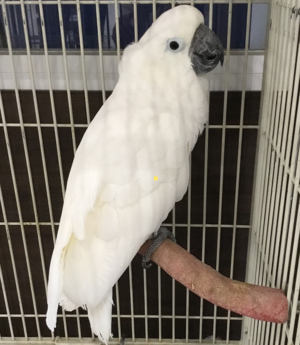 ○タイハクオウム1
