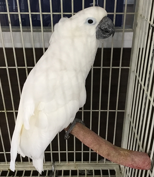 ○タイハクオウム2